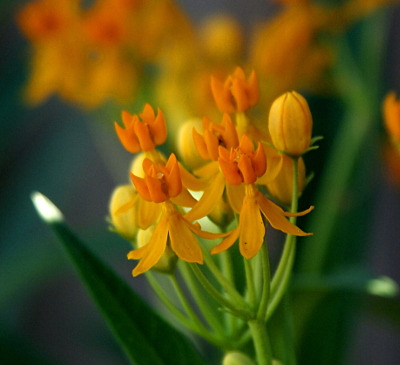 [A green stem branches into six smaller stems which each have a yellow-orange bloom at the top. One bloom is fully closed  with just the yellow petals visible. The other five are fully opened. The yellow petals are downward like a skirt to the upward inner orange part which almost appears to be another flower itself with six petals in an upward stance around the center. ]